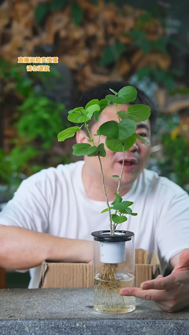 当前无花栽培后可以开花滨朴306H+