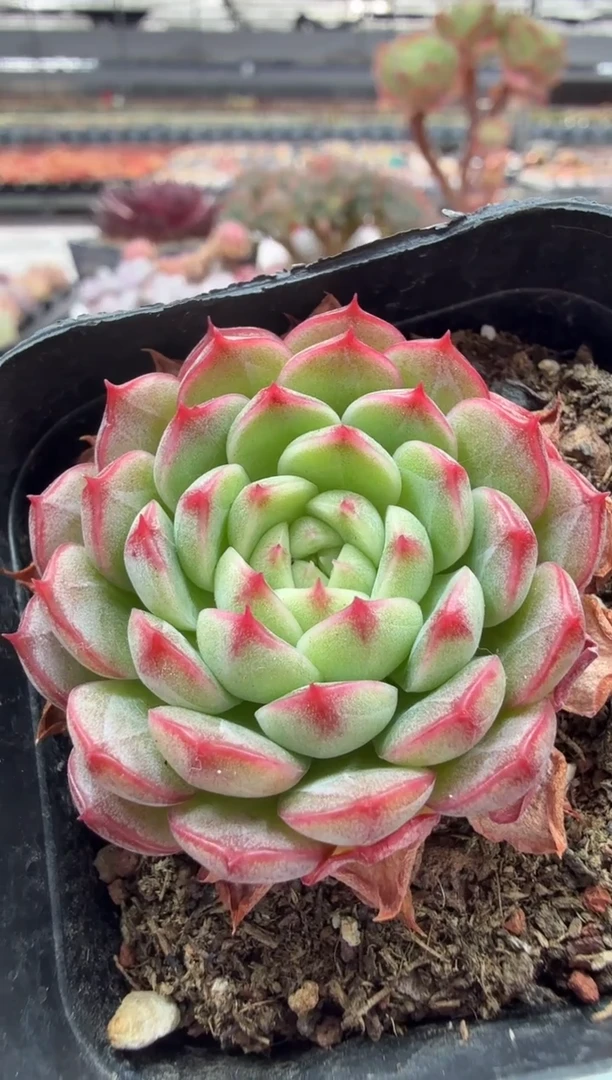 东云多肉园二店-53