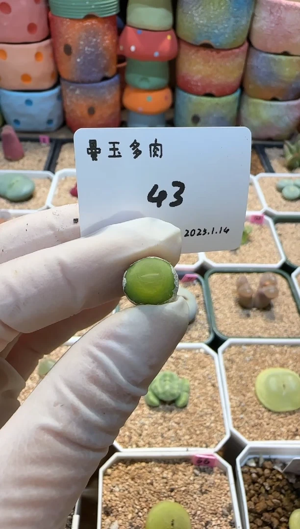 【闪购商品】25.1.14-43