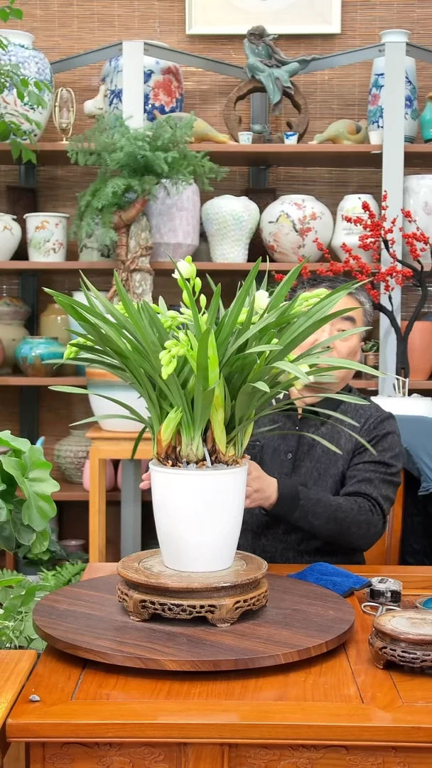 无花朵护**孩水之韵水培白玉香兰