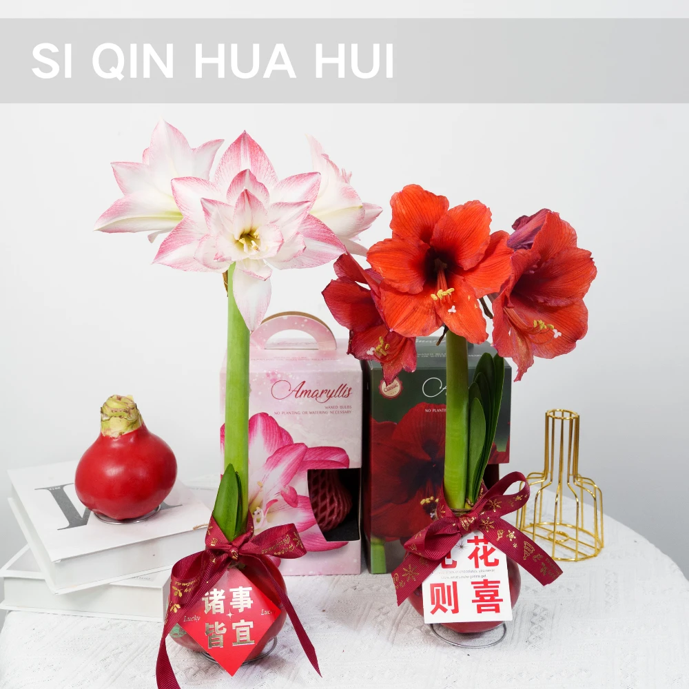 【思芹花卉|朱顶红腊球】秘鲁进口种球懒人花材不用浇水顺丰空运