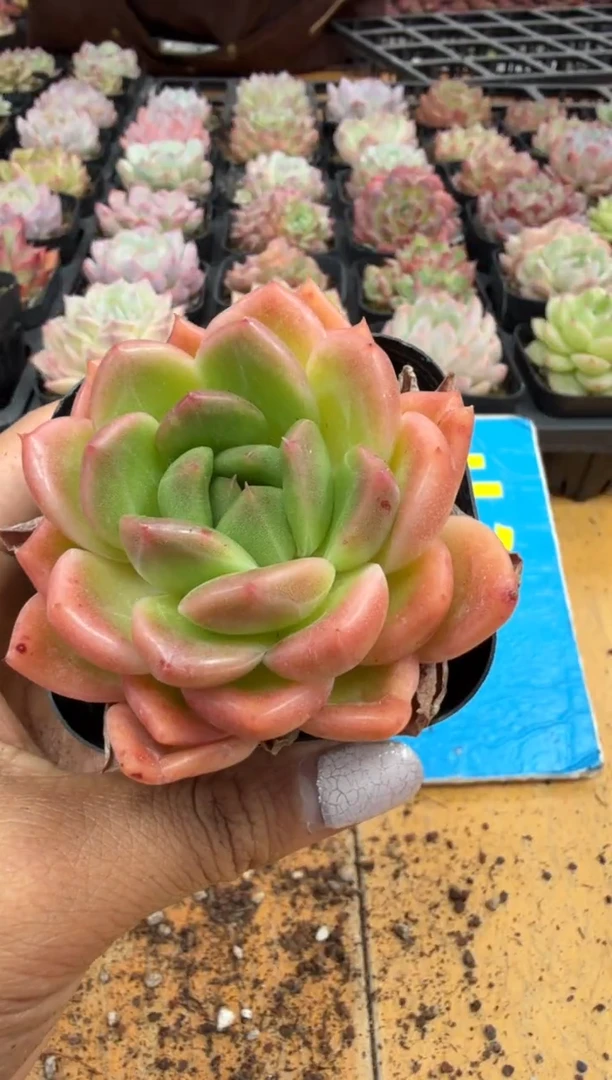 东云多肉园二店-380