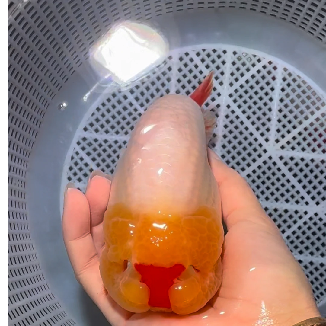 汐沅兰寿直播间兰寿金鱼一鱼一拍马印曾艳灯侧视缸看好下单