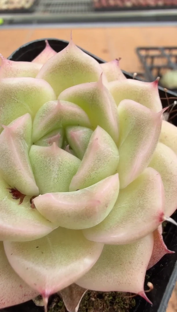 东云多肉园二店-567