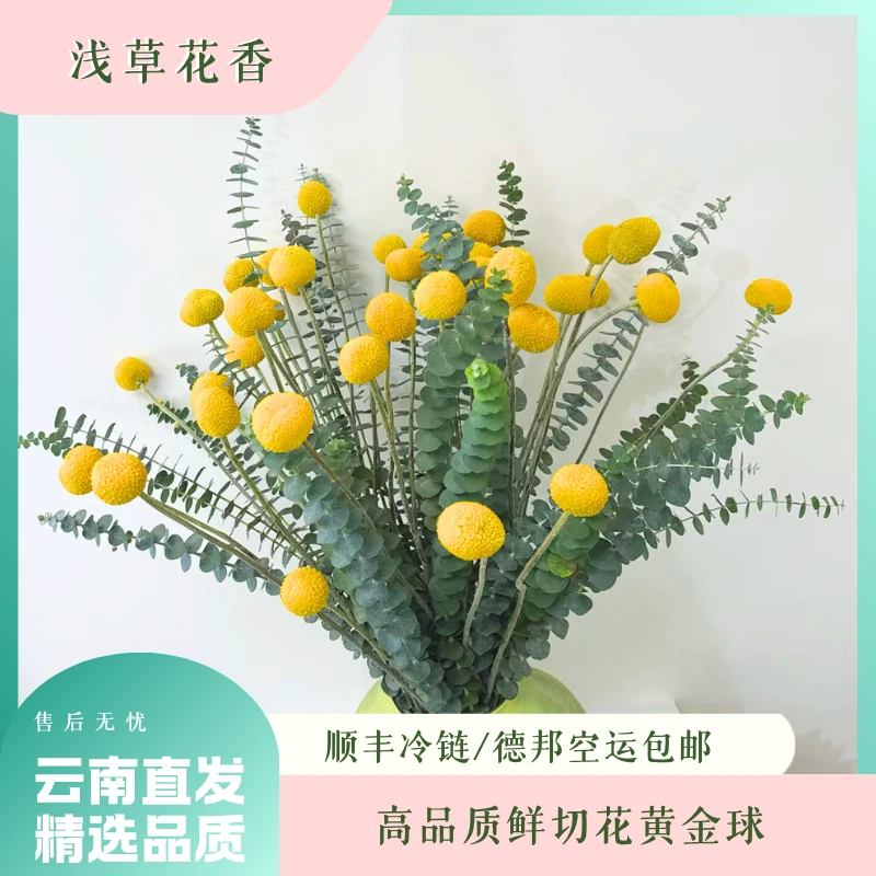 【黄金球】优选高品质黄金球鲜切花 可做干花室内装饰