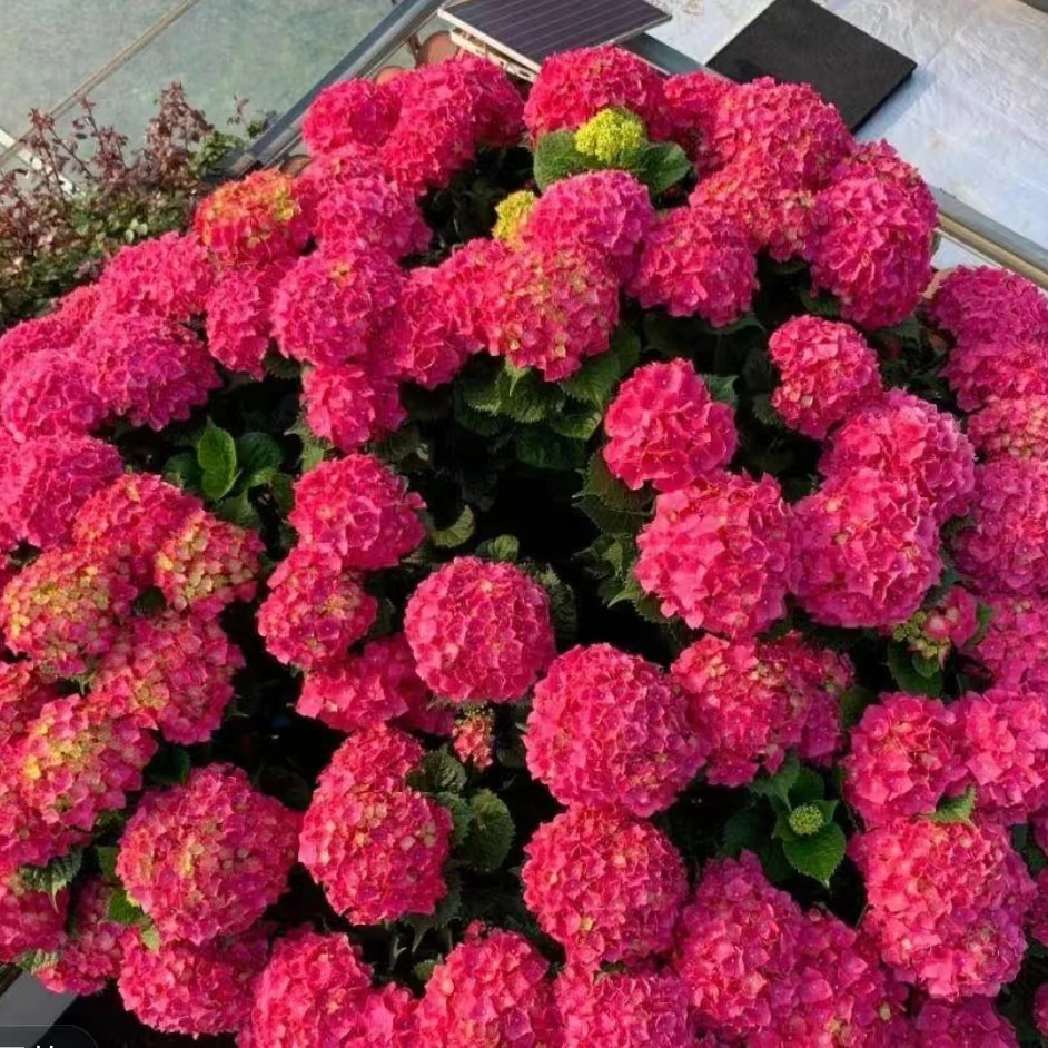 【钻石红宝石】一物一拍 绣球阳台庭院花卉地栽盆栽好养活美观