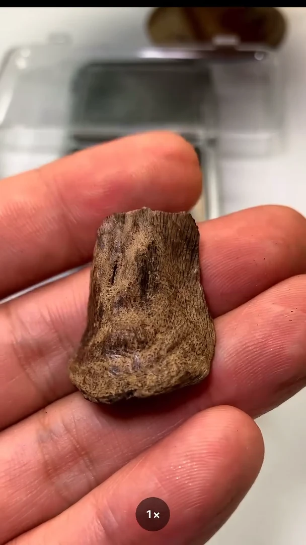 沉香手把件海南大山金丝结0.97