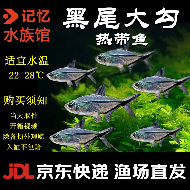 3-4CM黑尾5条（不包损）