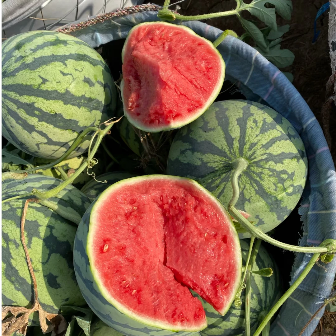 【京东顺丰包邮】河南夏邑美都新鲜头茬麒麟西瓜软白籽应季水果