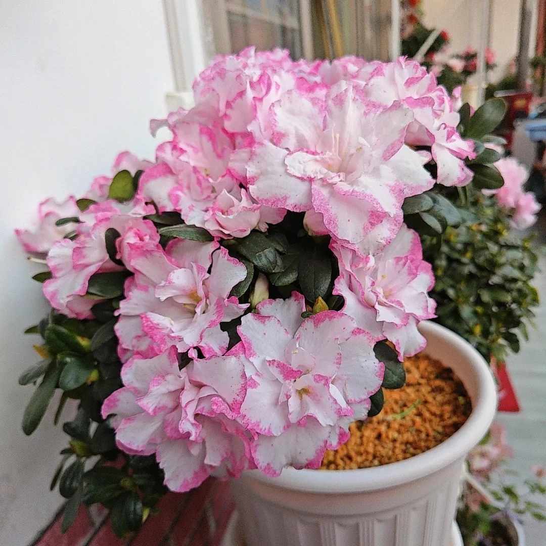 【独杆·婚礼喷砂】超爆花杜鹃花 喷砂色 带花苞庭院阳台盆栽地栽