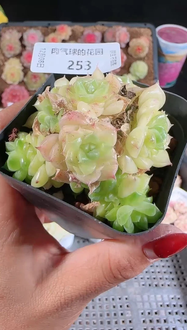 1208-253多肉群生不包整