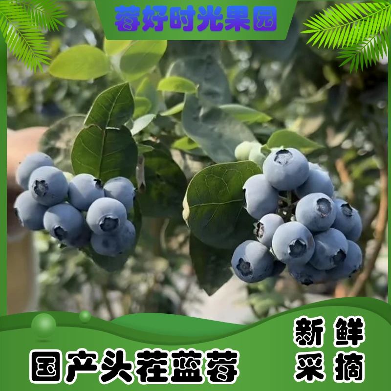 【头茬特大果】花香蓝莓18-16mm 现摘现发 100g/盒 12盒 顺丰发货