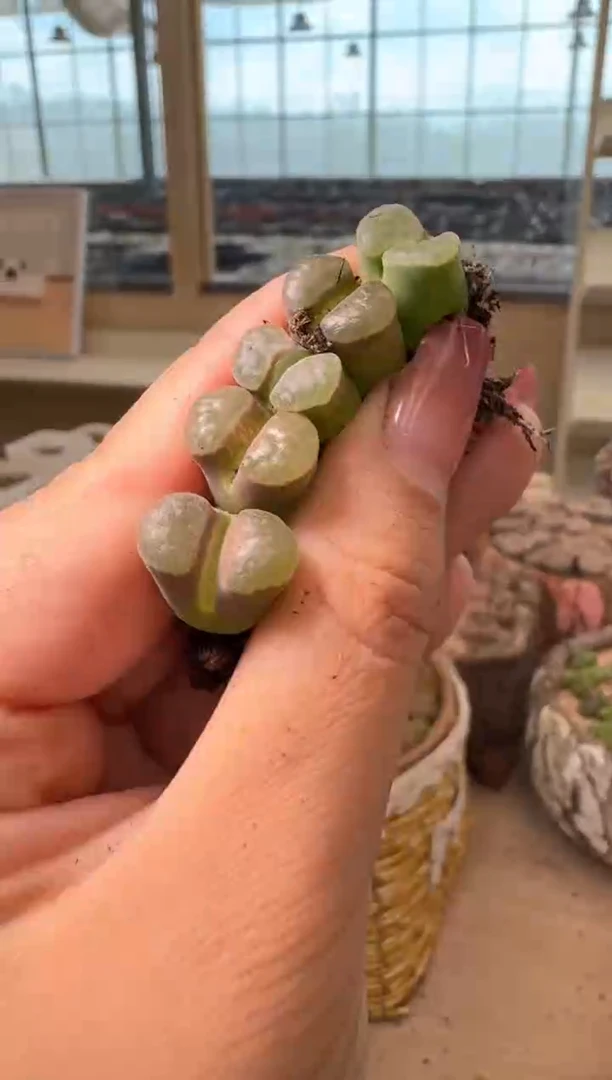 10-381多肉植物肉锥