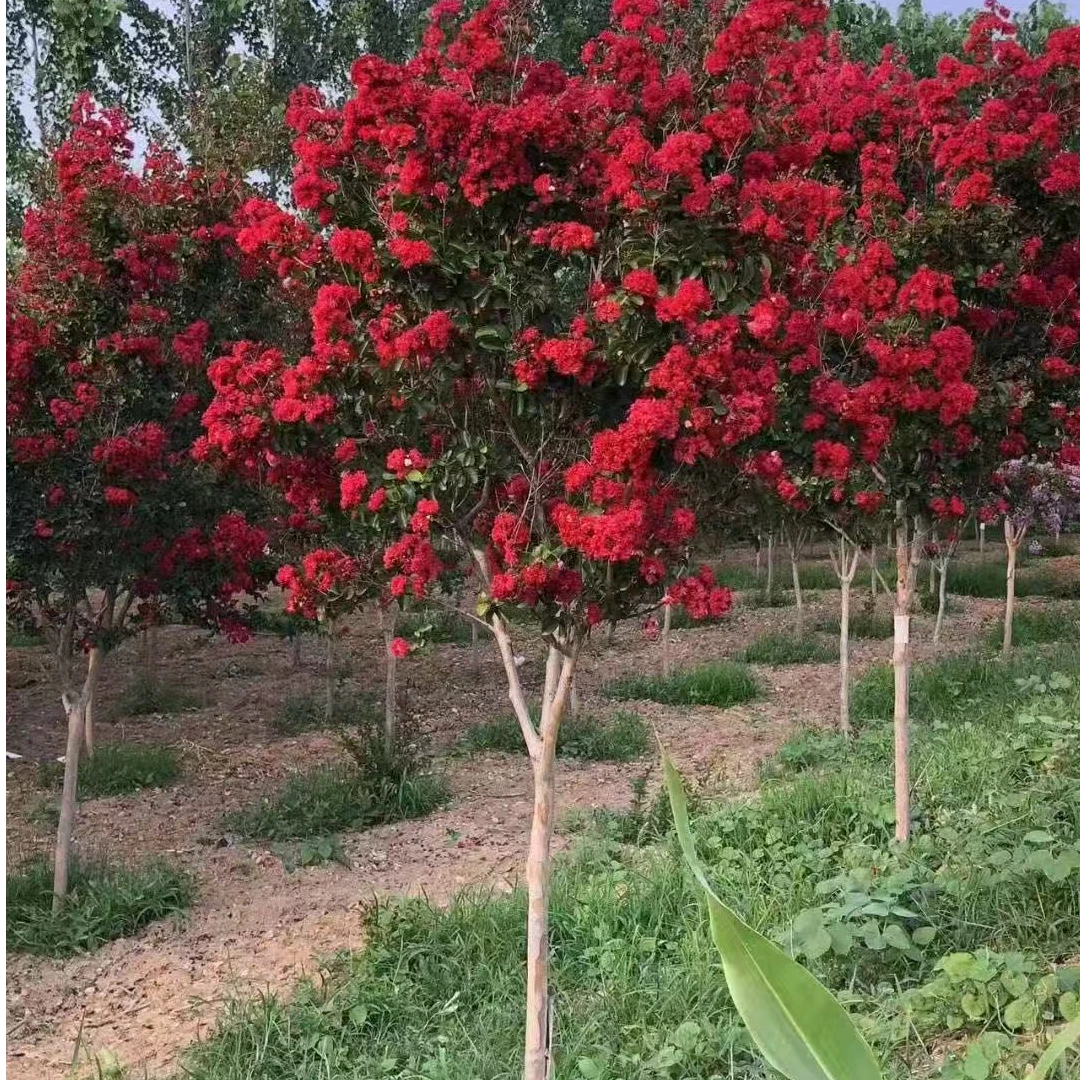 美国三红紫薇花树苗耐寒耐热盆栽地栽适合南北方庭院种植