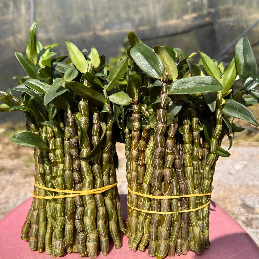 云南农户新鲜现采铁皮石斛鲜条煲汤榨汁滋补养生