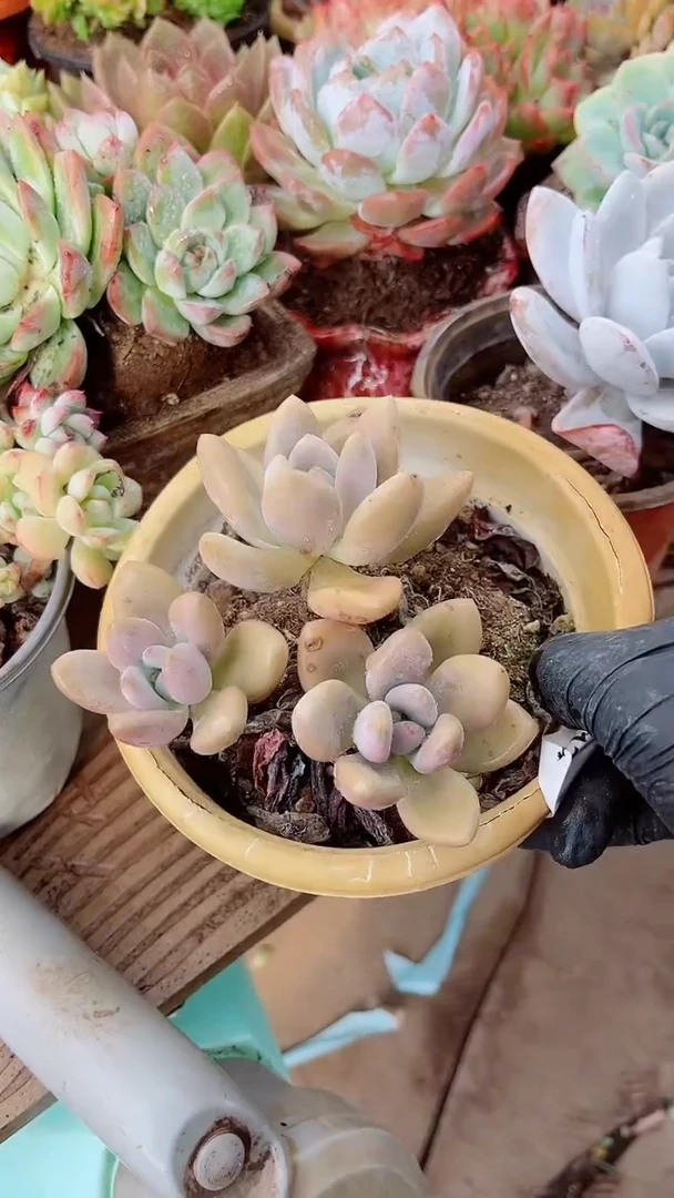 喜**颜多肉植物一物一拍07126