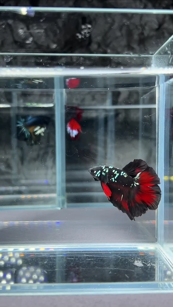 斗鱼精品印尼斗鱼【竞拍链接】24