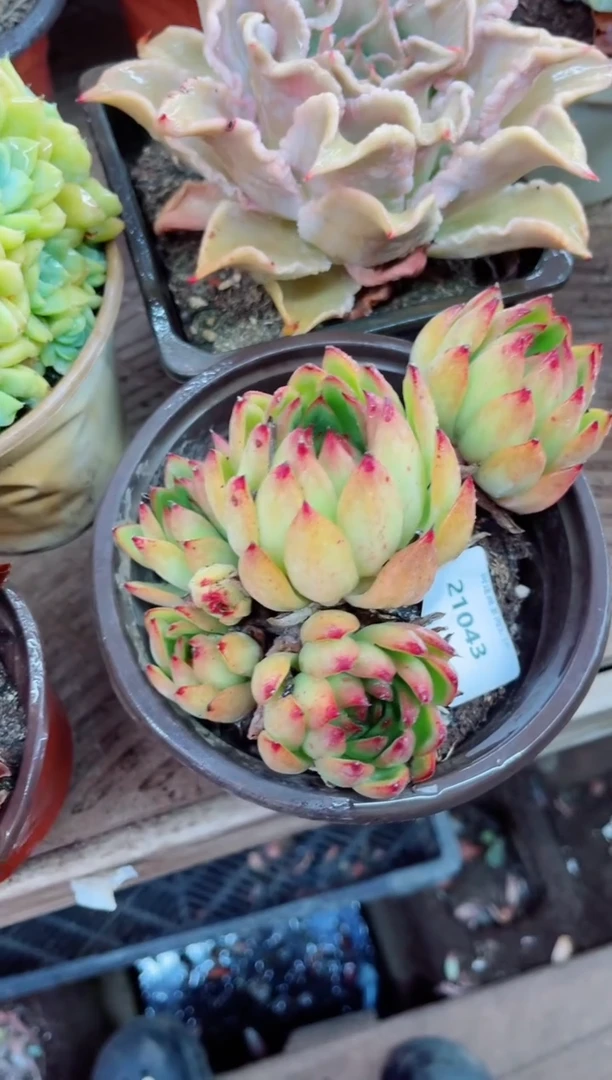 ^****^21043多肉植物一物一拍