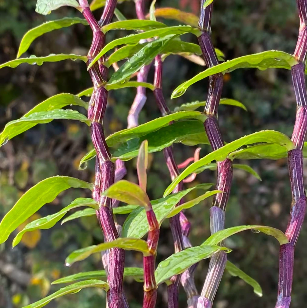 雁荡山正宗红杆铁皮石斛苗可种植4-6月花期量大实惠室内外可种植