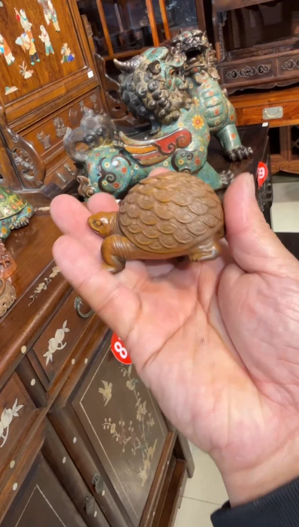 木木头款金钱龟68.。。8888888
