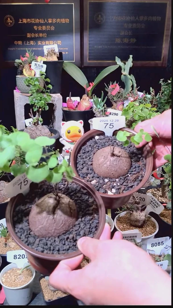 75号1229福利南非龟甲龙买一送一