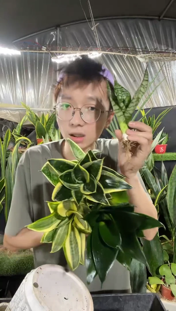 金虎耳+黑金刚+哈尼带盆土+送小仔