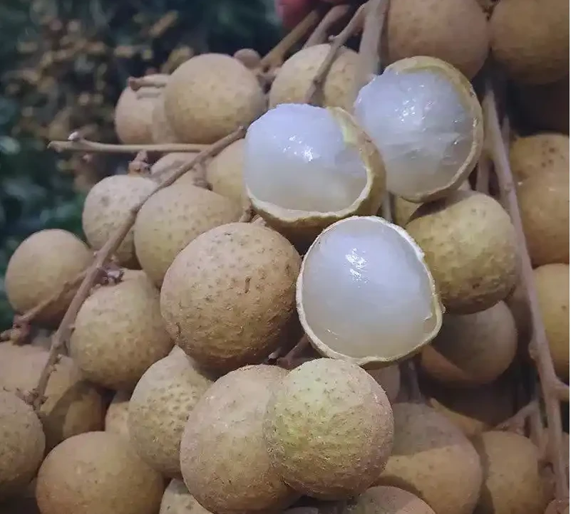 湛江特产现摘现发石硖龙眼