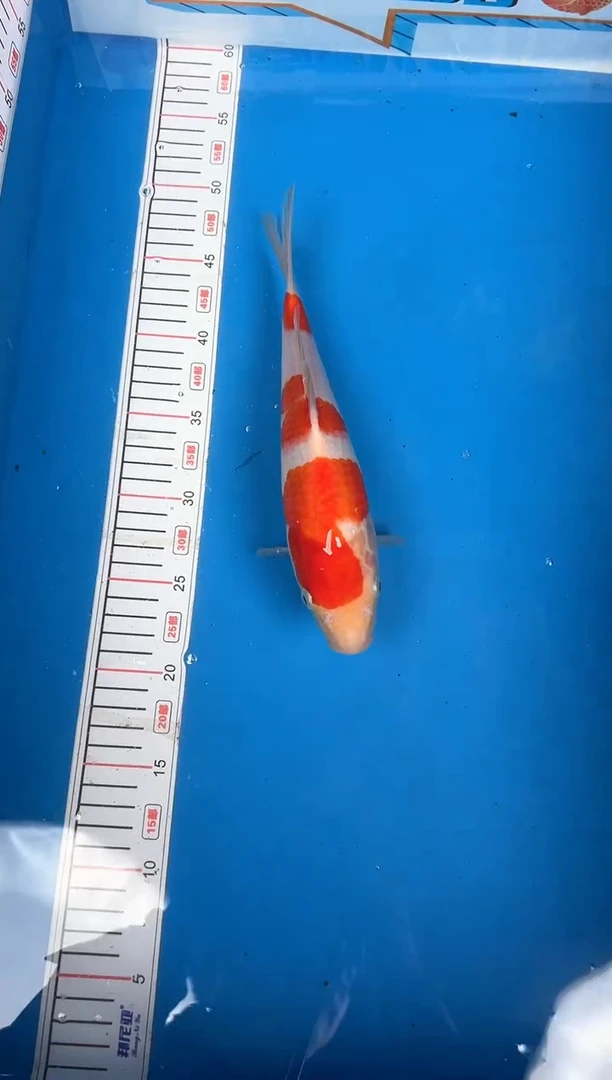 锦鲤广**牛22号锦鲤红白鱼 闪购