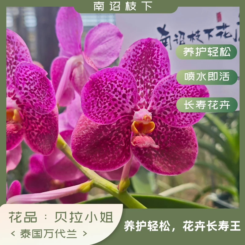 【南诏一级】泰国贝拉小姐万代兰花大艳丽，养护难度低
