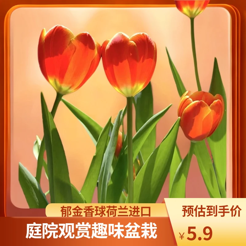 【只有球—郁金香5度球】荷兰进口郁金香种球庭院窗台趣味盆栽花卉