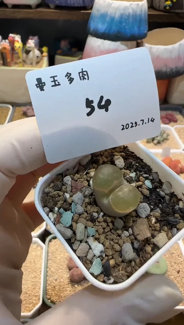 无花朵小*妤25.7.14-54