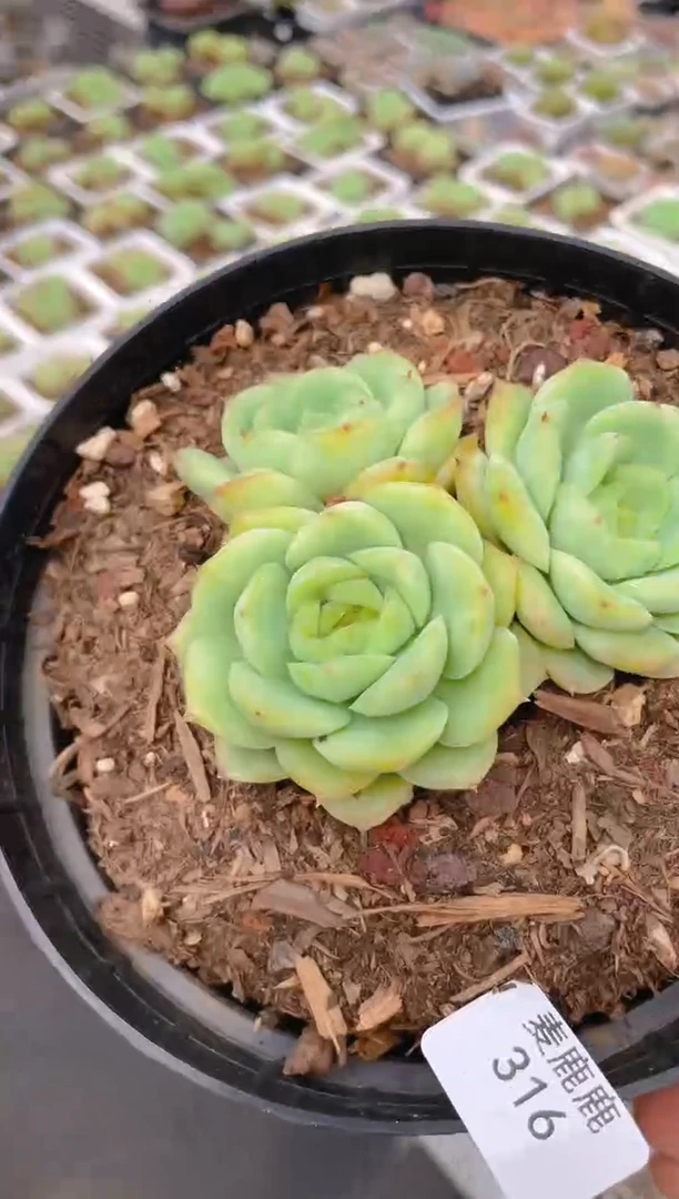 316宝宝绿三头起发   量拍