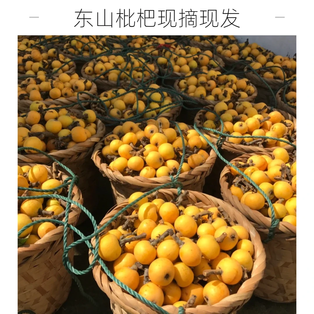 【次日达大果】苏州白玉枇杷树熟新鲜水果白沙琵琶礼盒装3斤