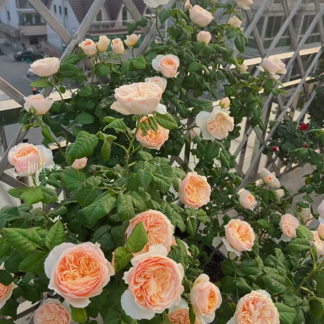 【宏哥月季】精品涵仙 大花浓香浅杯状杏黄色多季开花藤本月季蔷薇