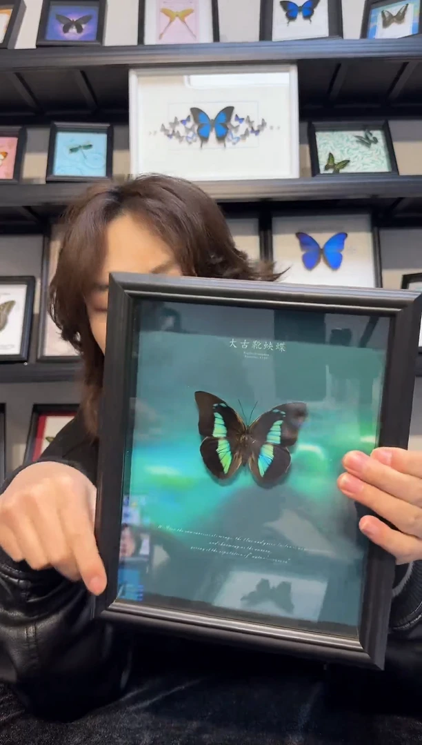 玻璃真实蝴蝶标本