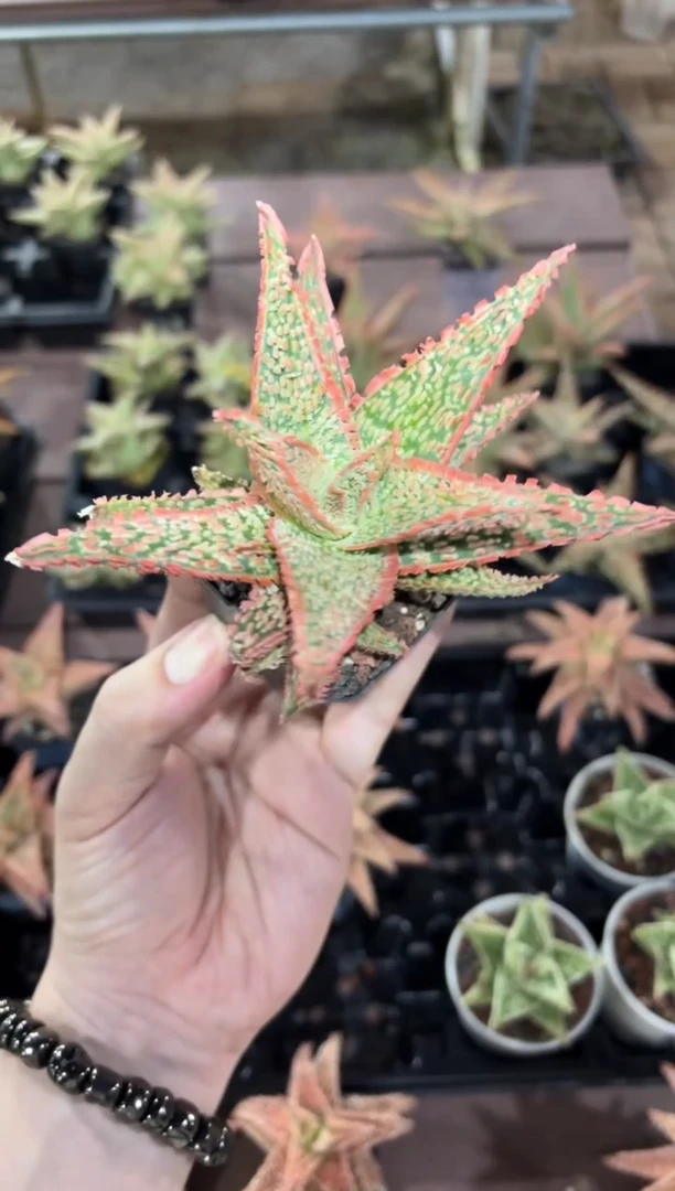 园艺芦荟wl208FC-2687