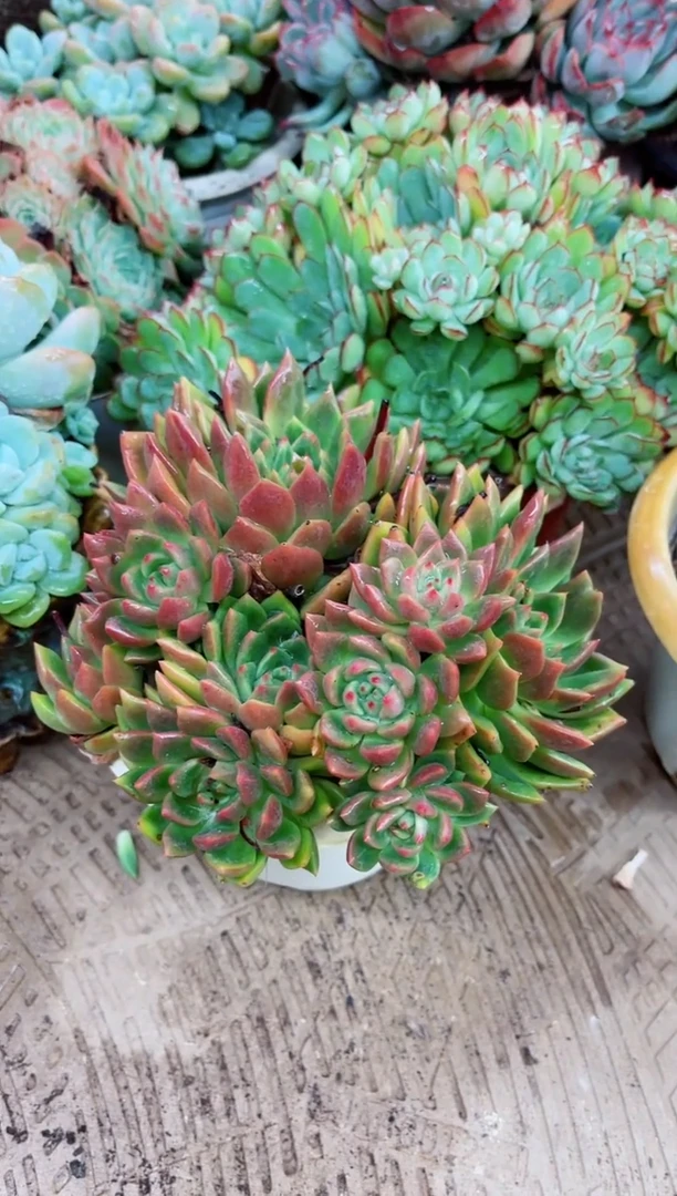 陌**开28041多肉植物一物一拍