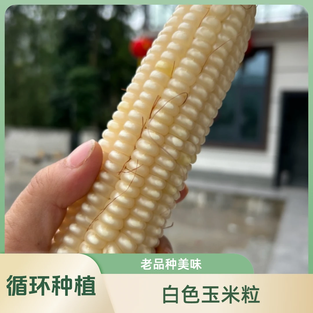 白色玉米粒 老品种 高山自家种植
