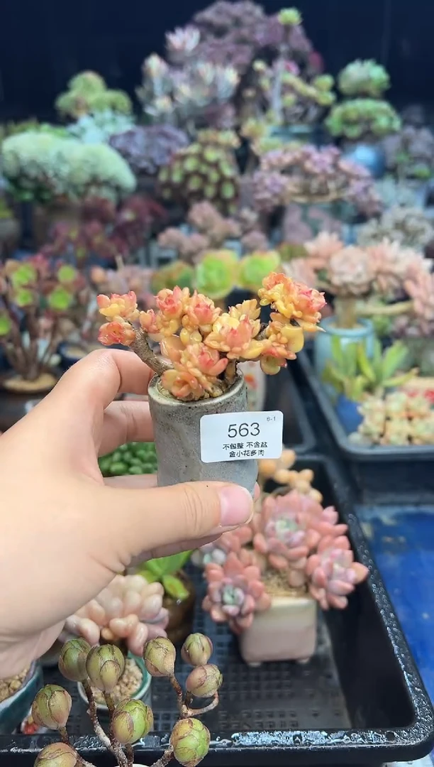 糖*球563       不带盆