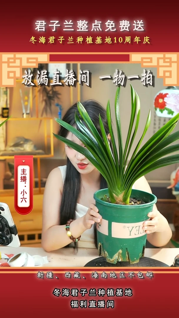 当前无花朵，栽培后可花朵海*君子兰