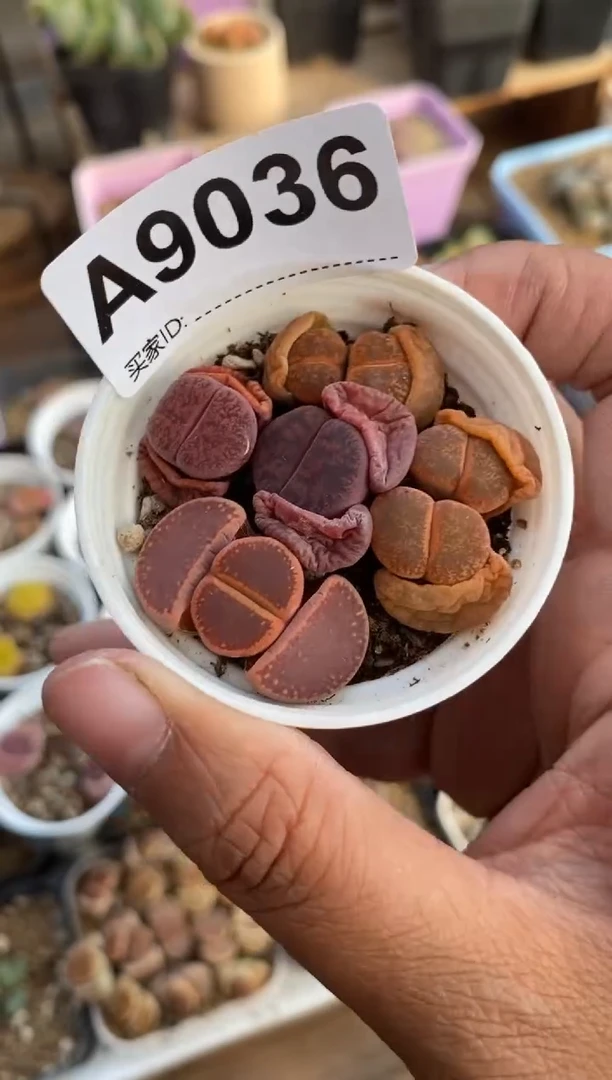 【闪购商品】9036直播一物一拍