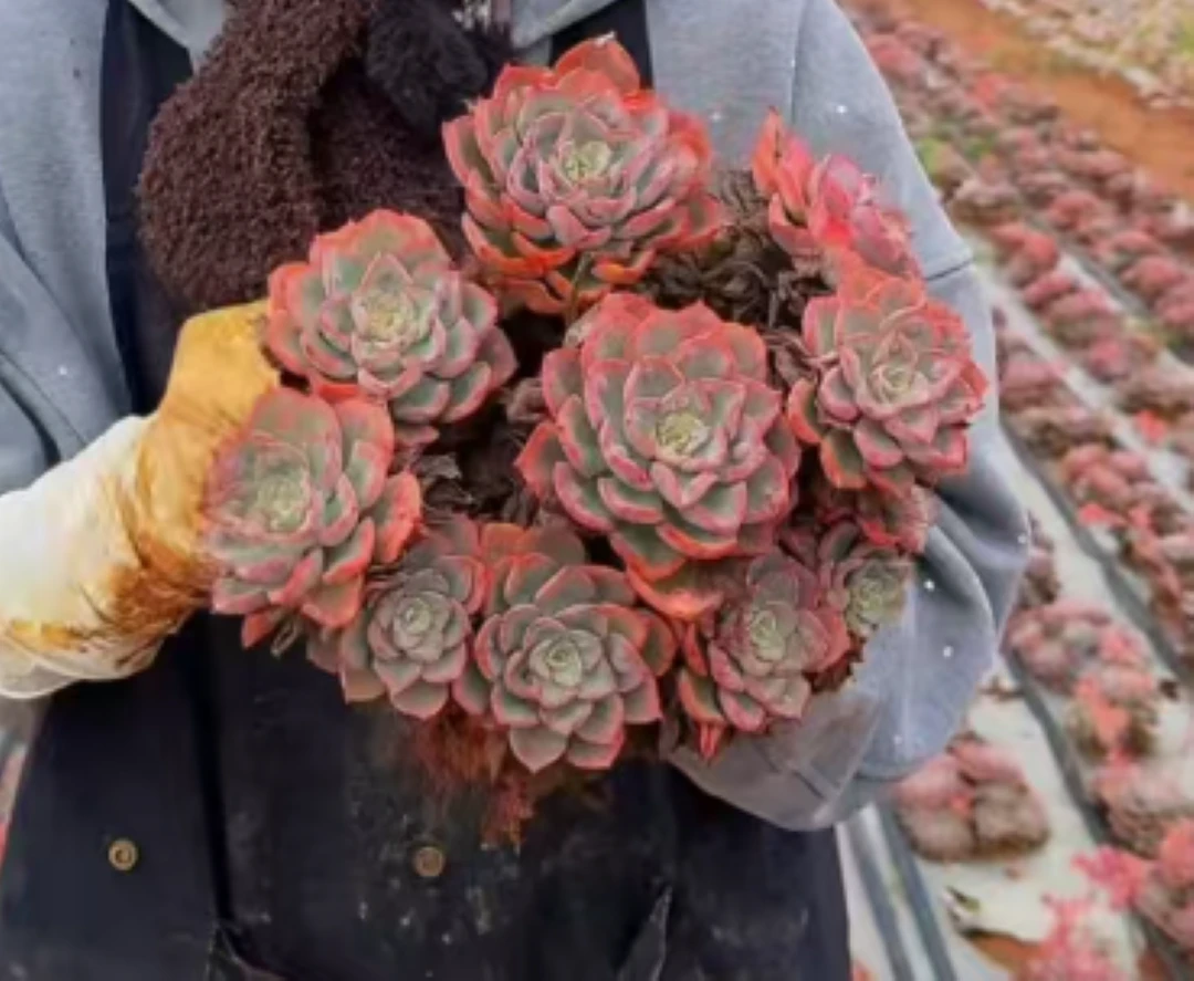 云漫多肉  LL雨滴    多肉植物 （晾根5-7天发货)