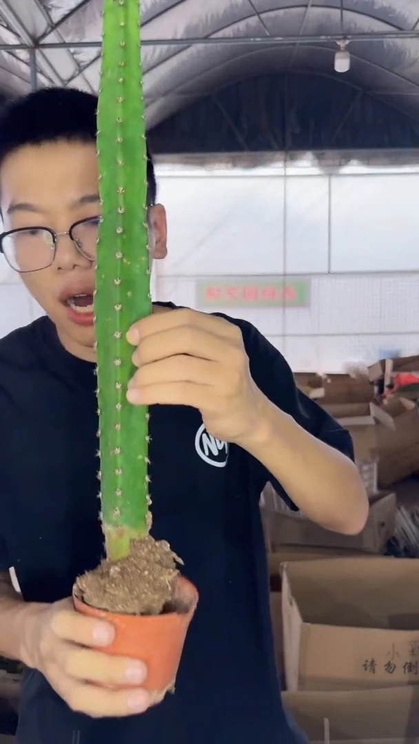 2颗 30cm 秀普柱【带根】