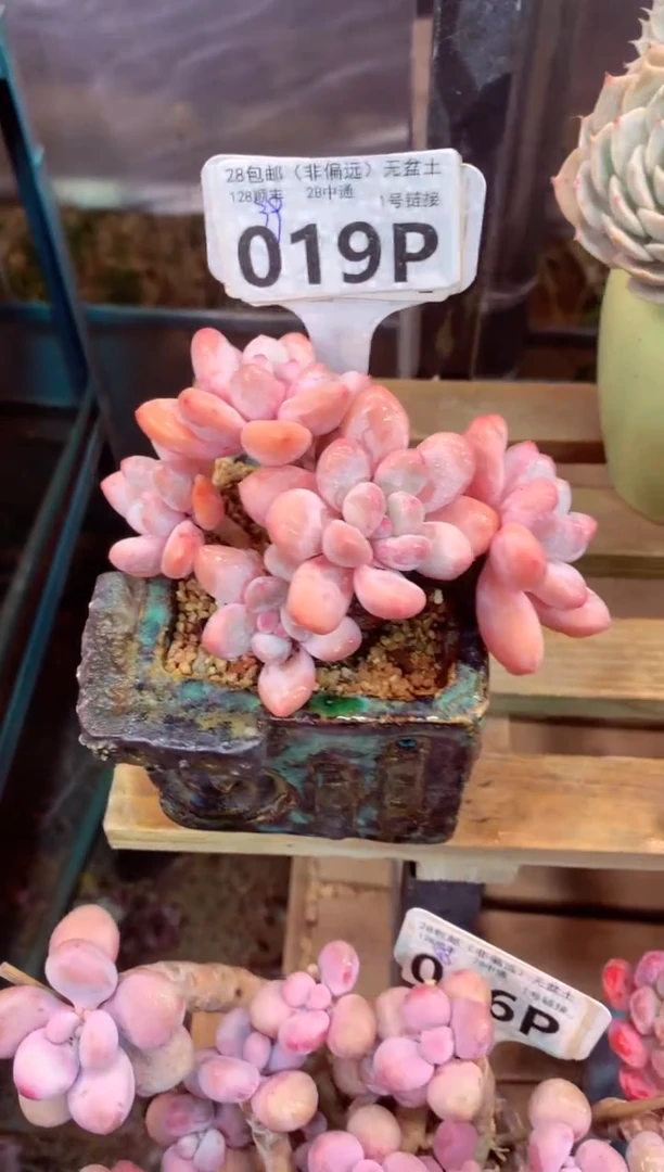 019P（一物一拍，精品多肉，所见即所得 ）