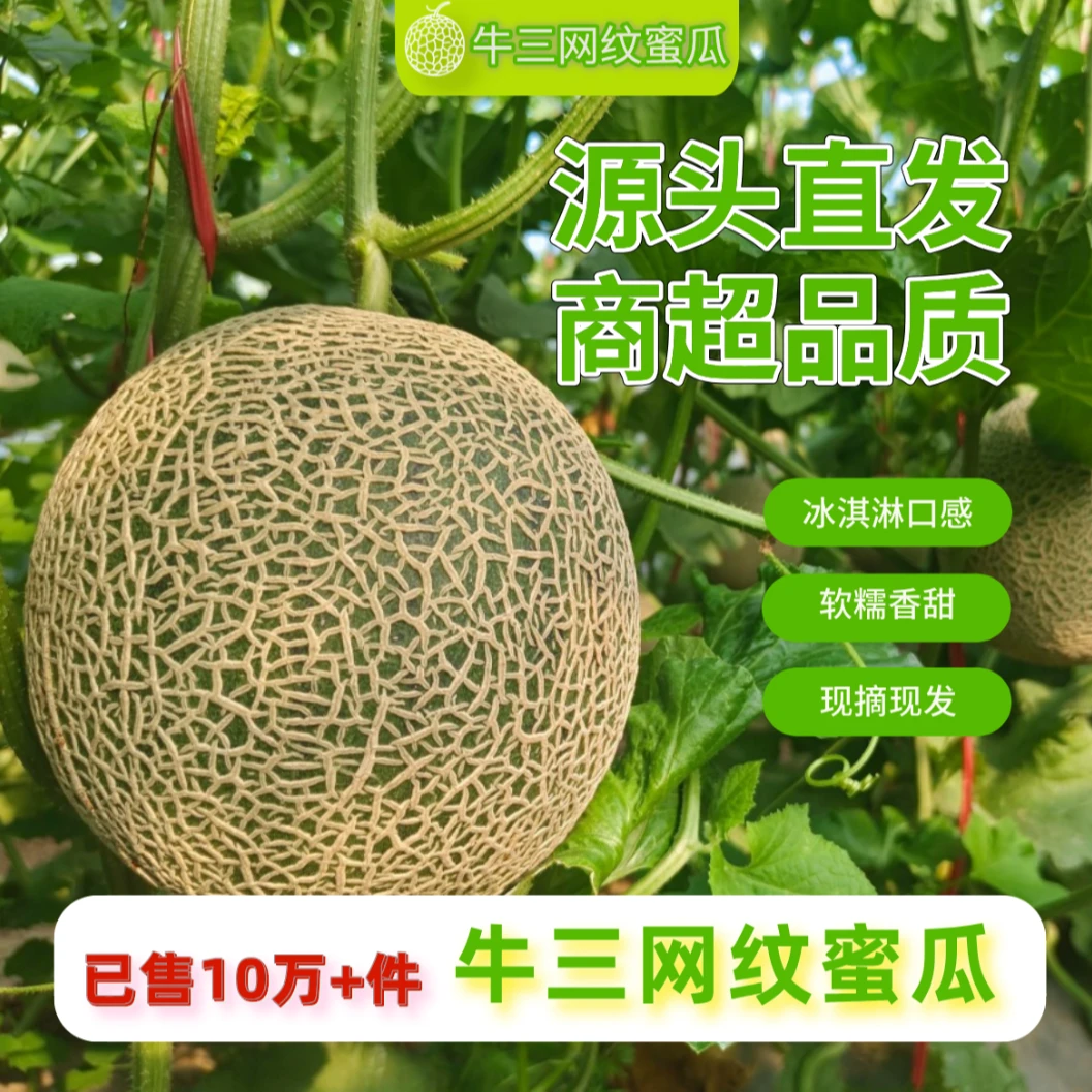 内蒙牛三网纹瓜玫蜜珑瓜静冈口感新鲜哈密瓜玲珑瓜软糯香甜肉厚