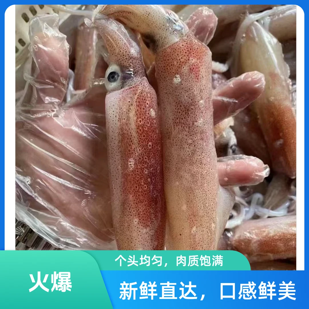 舟山野生火箭鱿鱼精品