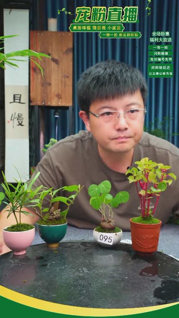 无花朵和**尘苔藓微景观095号