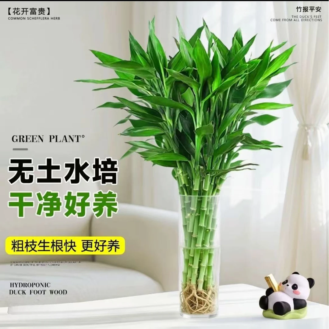 【水培富贵竹】富贵竹水养客厅带根盆栽土招财大宽叶富贵竹粗竹加粗