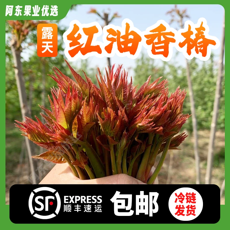 【顺丰包邮】红油香椿新鲜香椿芽现采现发