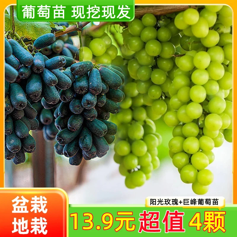 【抢！4棵】葡萄苗阳光玫瑰蓝宝石易活种植南北方盆栽地载葡萄室内